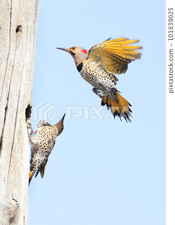 Northern Flickers family portrait, Quebec, Canada Northern Flickers family portrait, Quebec, Canada 101839025