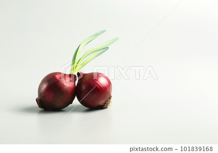 Two whole red onion bulbs close-up on a white background, space for text, stock photo 101839168