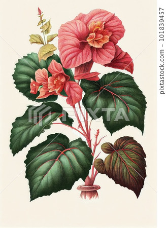 Begonia Flower Botanical Illustration, Pot Flowers Realistic Painting, Abstract Generative AI Illustration 101839457