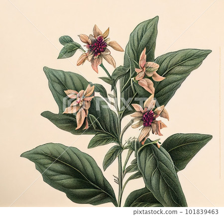 Fantasy Non-Existent Plant, Bhringraj -like Botanical Illustration, Abstract Generative AI Illustration Fantasy Non-Existent Plant, Bhringraj -like Botanical Illustration, Abstract Generative AI Illustration 101839463