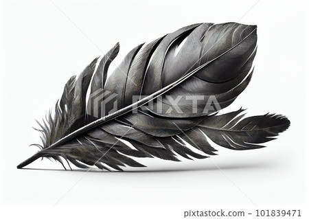 Black Feather Isolated, Swan Plume, Dark Gray Bird Feathers, Abstract Generative AI Illustration Black Feather Isolated, Swan Plume, Dark Gray Bird Feathers, Abstract Generative AI Illustration 101839471