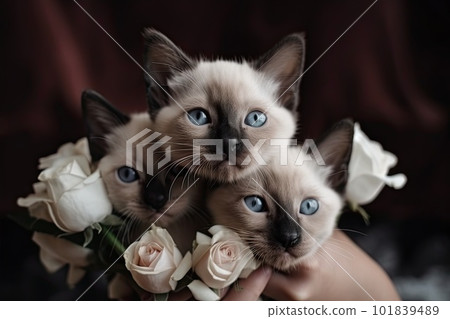 Hugging Many Kittens, a Bouquet of Kittens, Hands Hugs a Lot of Kittens, Abstract Generative AI Illustration 101839489