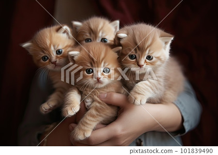 Hugging Many Kittens, a Bouquet of Kittens, Hands Hugs a Lot of Kittens, Abstract Generative AI Illustration 101839490
