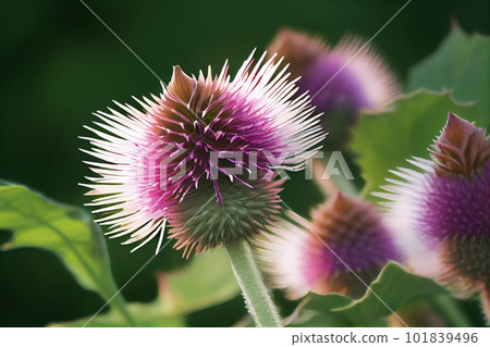 Burdock Flower Botanical Illustration, Arctium, Lappa Realistic Painting, Burdock Drawing Imitation, Abstract Generative AI Illustration 101839496