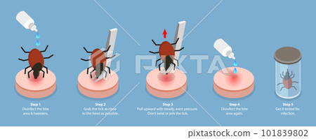 3D Isometric Flat Vector Conceptual Illustration of How To Remove a Tick 101839802