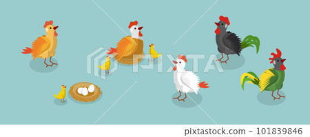 3D Isometric Flat Vector Set of Chickens 101839846