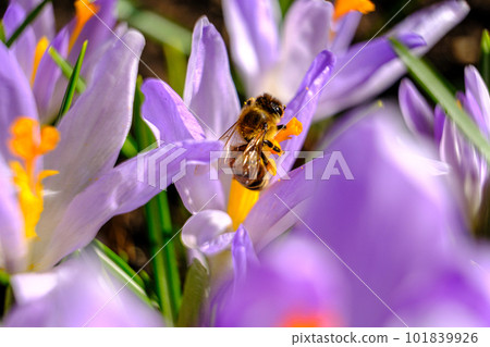 Spring purple crocus flowers. A honey bee pollinates a flower. Selective focus Spring purple crocus flowers. A honey bee pollinates a flower. Selective focus 101839926
