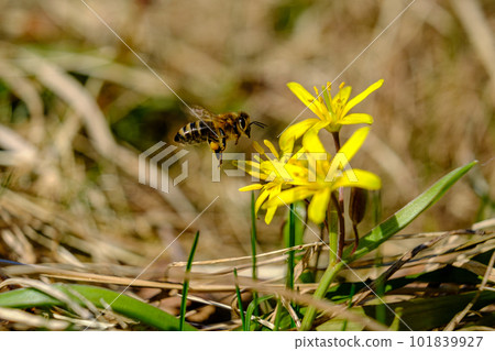 Bee on early spring flowers. A European or western honey bee sits on a yellow flower. bee collects nectar on yellow meadow flowers with green leaves. nature, spring, macro photo Bee on early spring flowers. A European or western honey bee sits on a yellow flower. bee collects nectar on yellow meadow flowers with green leaves. nature, spring, macro photo 101839927