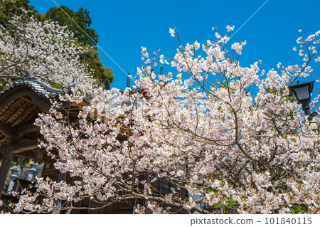 [23rd temple] Cherry blossoms at Yakuoji Temple [Shikoku 88 temples] 101840115