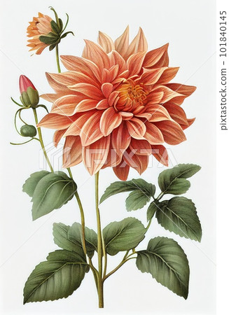 Dahlia Flower Botanical Illustration, Chrysanthemum Realistic Painting, Abstract Generative AI Illustration Dahlia Flower Botanical Illustration, Chrysanthemum Realistic Painting, Abstract Generative AI Illustration 101840145