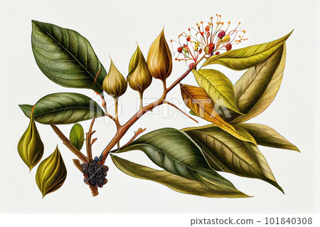 abidjan rubber plant Ficus elastica Abidjan - Burgundy Rubber Plant Houseplants | Hortology