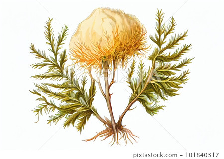 Hericium Erinaceus Botanical Illustration, Fantasy Non-Existent Mushroom Hericium Erinaceus Botanical Illustration, Fantasy Non-Existent Mushroom 101840317