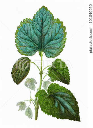 Perilla Botanical Illustration, Shiso Medicinal and Food Plant, Perilla Frutescens Abstract Generative AI Illustration Perilla Botanical Illustration, Shiso Medicinal and Food Plant, Perilla Frutescens Abstract Generative AI Illustration 101840930