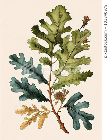 Oak Twig Botanical Illustration, Quercus Plant Drawing Imitation, Abstract Generative AI Illustration 101840978