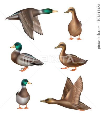 Ducks. Flying birds in wild nature decent vector realistic illustrations of ducks in different poses Ducks. Flying birds in wild nature decent vector realistic illustrations of ducks in different poses 101841328