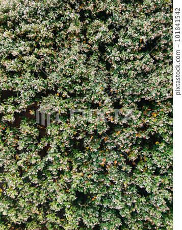 Green hedge with white flowers and sparse yellow leaves 101841542