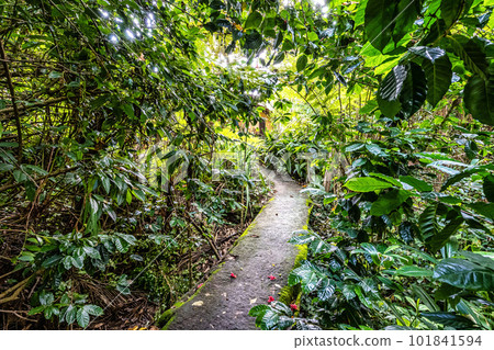 Lovely garden of a guesthouse at Mucuge in the Chapada Diamantina National Park, Bahia, Brazil 101841594