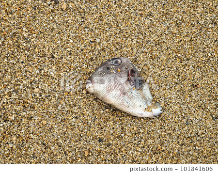 Dead fish on the beach in the colonial city of Paraty, Rio de Janeiro, Brazil. Dead fish on the beach in the colonial city of Paraty, Rio de Janeiro, Brazil. 101841606