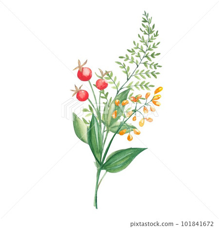 Watercolor summer bouquet of green branches, wildflowers and red berries. Botanical hand drawn illustration. Can be used for greeting cards, invitations, floral design. Watercolor summer bouquet of green branches, wildflowers and red berries. Botanical hand drawn illustration. Can be used for greeting cards, invitations, floral design. 101841672