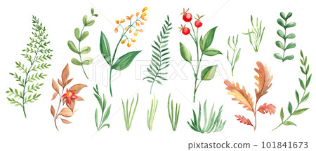 Big watercolor set of branches, leaves and grass. Forest floral elements. Botanical illustration on white background. Ideal for templates, greeting cards, graphics design. Big watercolor set of branches, leaves and grass. Forest floral elements. Botanical illustration on white background. Ideal for templates, greeting cards, graphics design. 101841673