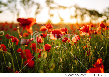 Poppy meadow in the beautiful light of the evening sun. Poppy meadow in the beautiful light of the evening sun. 101841792