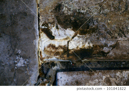 mould from the wall in the houseoff wallpapers damaged by fungus mould from the wall in the houseoff wallpapers damaged by fungus 101841822