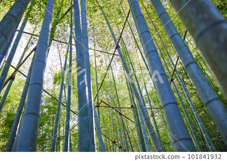  Bamboo grove 101841932