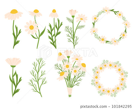 Set of Chamomile Flowers Plants, Frames, Wreaths and Blossoms Showcasing The Delicate Beauty Of Daisy-like Blooms 101842295