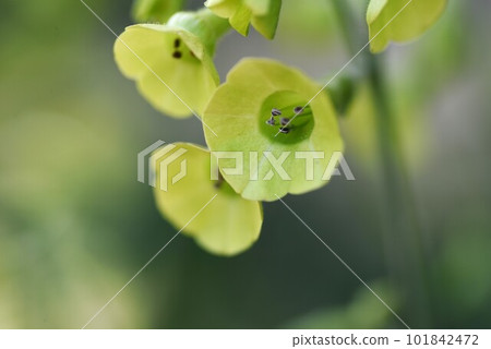 Langsdorf's Tobacco Flower/Rare Image Langsdorf's Tobacco Flower/Rare Image 101842472