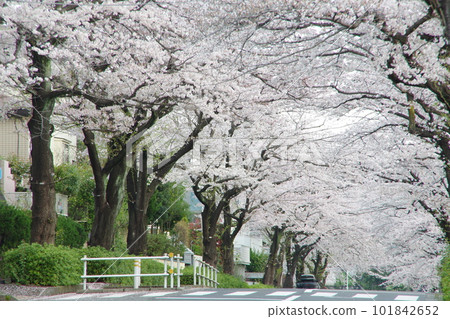 Higashi Tamagawa Gakuen Cherry Blossom Trees Sakura Tunnel 101842652