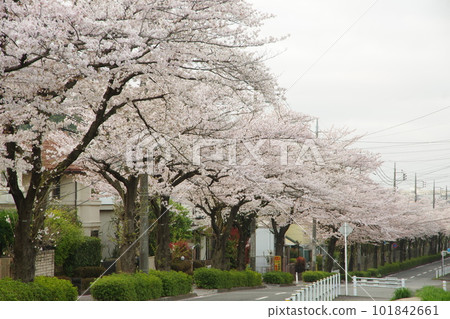 Higashi Tamagawa Gakuen Cherry Blossom Trees 101842661