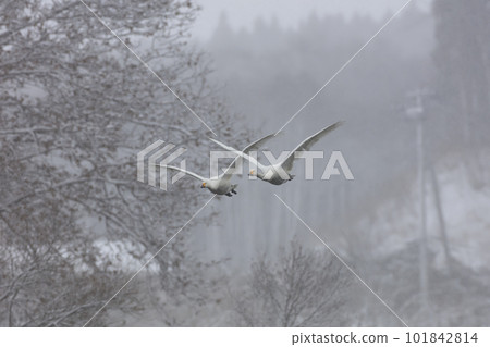 A swan flies to a feeding ground on a winter day with large drops of snow A swan flies to a feeding ground on a winter day with large drops of snow 101842814