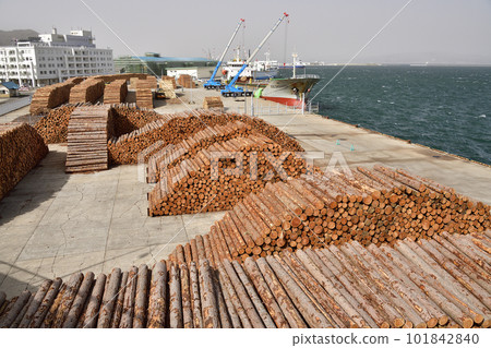 Photographing the scenery of a cargo ship loading wood at the central wharf of Hakodate Port, Hakodate City, Hokkaido in spring 101842840