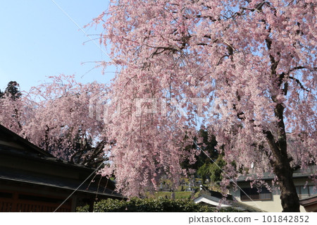 Renho-ji, a famous temple in Shirakawa with beautiful weeping cherry blossoms Renho-ji, a famous temple in Shirakawa with beautiful weeping cherry blossoms 101842852