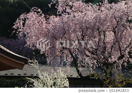 Renho-ji, a famous temple in Shirakawa with beautiful weeping cherry blossoms Renho-ji, a famous temple in Shirakawa with beautiful weeping cherry blossoms 101842853