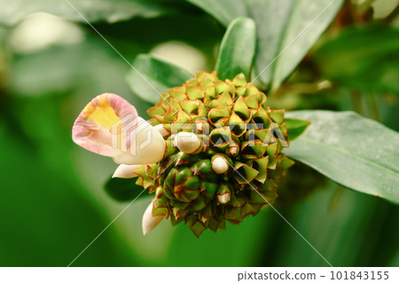 Costus afer Spiral Gingeris a perennial, rhizomatous herb Africa Costus afer Spiral Gingeris a perennial, rhizomatous herb Africa 101843155