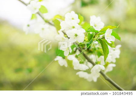 Spring background with white blossoms. Cherry blossom in full bloom. Spring background with white blossoms. Cherry blossom in full bloom. 101843495