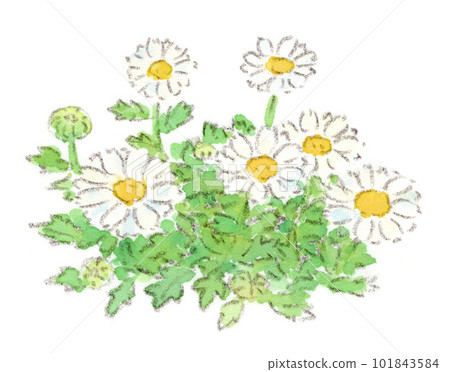 北極（菊花）的水彩插圖，一種從春天到初夏開花的白色可愛的菊科花 101843584