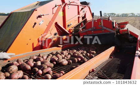 close-up. Red colored potato harvester, digs up and places potatoes on conveyor belt to special container. Farm machinery Harvesting fresh organic potatoes in an agricultural field. early autumn 101843632