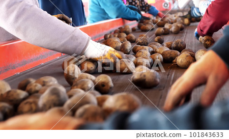 close-up. workers in gloves are sorting through potatoes manually on conveyor belt. potatoes are put in large wooden boxes for packaging. Potato sorting at farm, agricultural production sector. 101843633