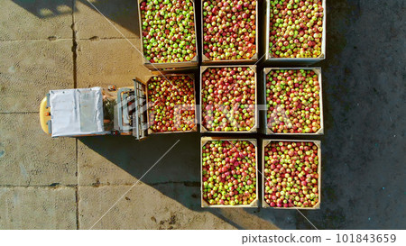 fresh picked apple harvest on farm. small loader, forklift truck, machine loads, put large wooden boxes, bins full of ripe red and green apples on top of each other. top view, aero video. fresh picked apple harvest on farm. small loader, forklift truck, machine loads, put large wooden boxes, bins full of ripe red and green apples on top of each other. top view, aero video. 101843659