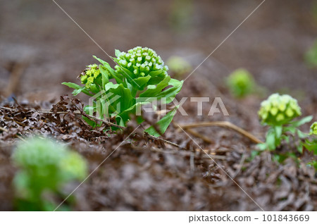 Fukinoto Fukinoto 101843669