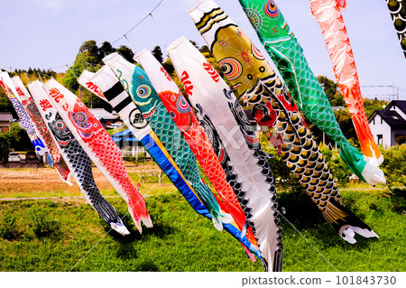 市原市的鯉魚旗 101843730