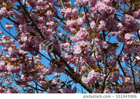 關山櫻花雙櫻花 101843906