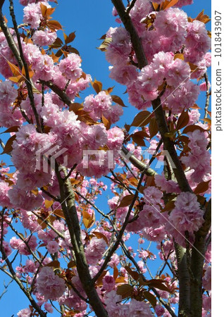 關山櫻花雙櫻花 101843907