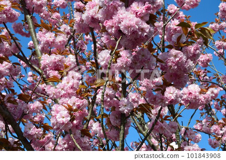 關山櫻花雙櫻花 101843908
