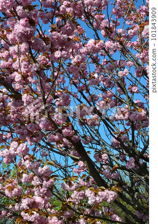 關山櫻花雙櫻花 101843909