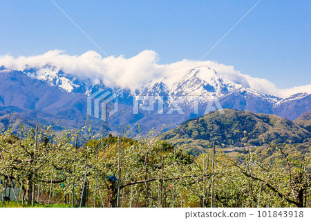 Apple flower and Tanigawadake Apple flower and Tanigawadake 101843918