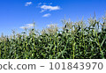Dent corn field 101843970