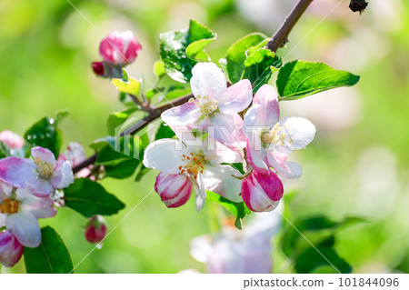 Cute apple flower 101844096